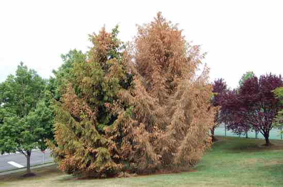 Imprelis Damage: Trees Die, DuPont Pays